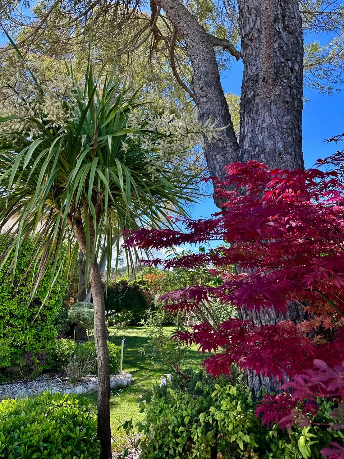 Der mediterrane Garten mit Pinien und rotem Ahorn