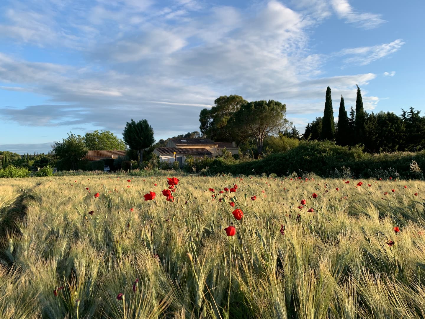 La propriété vue du champ de blé et de coquelicots