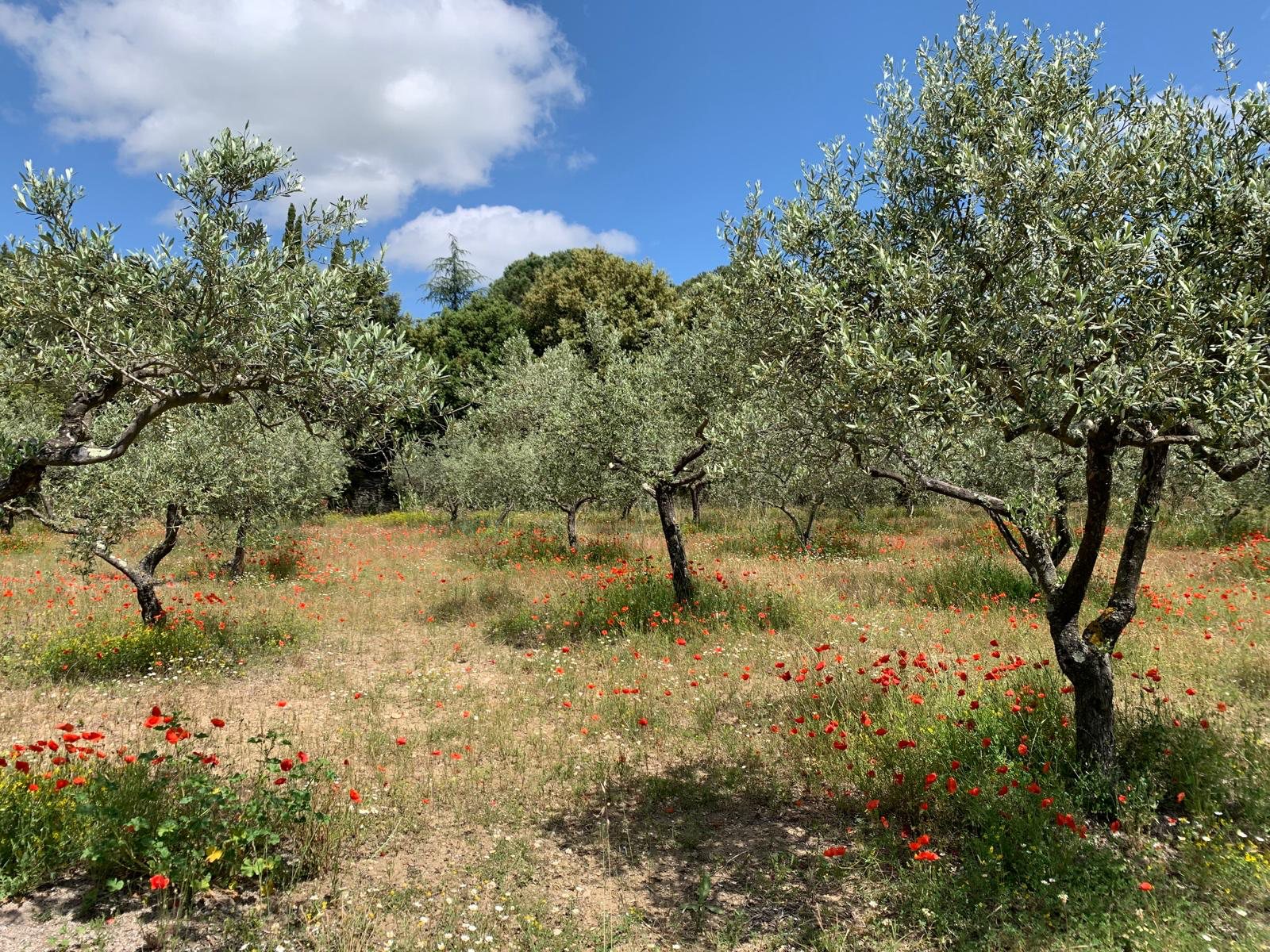 Oliviers et coquelicots au printemps, autour de Serviers-et-Labaume