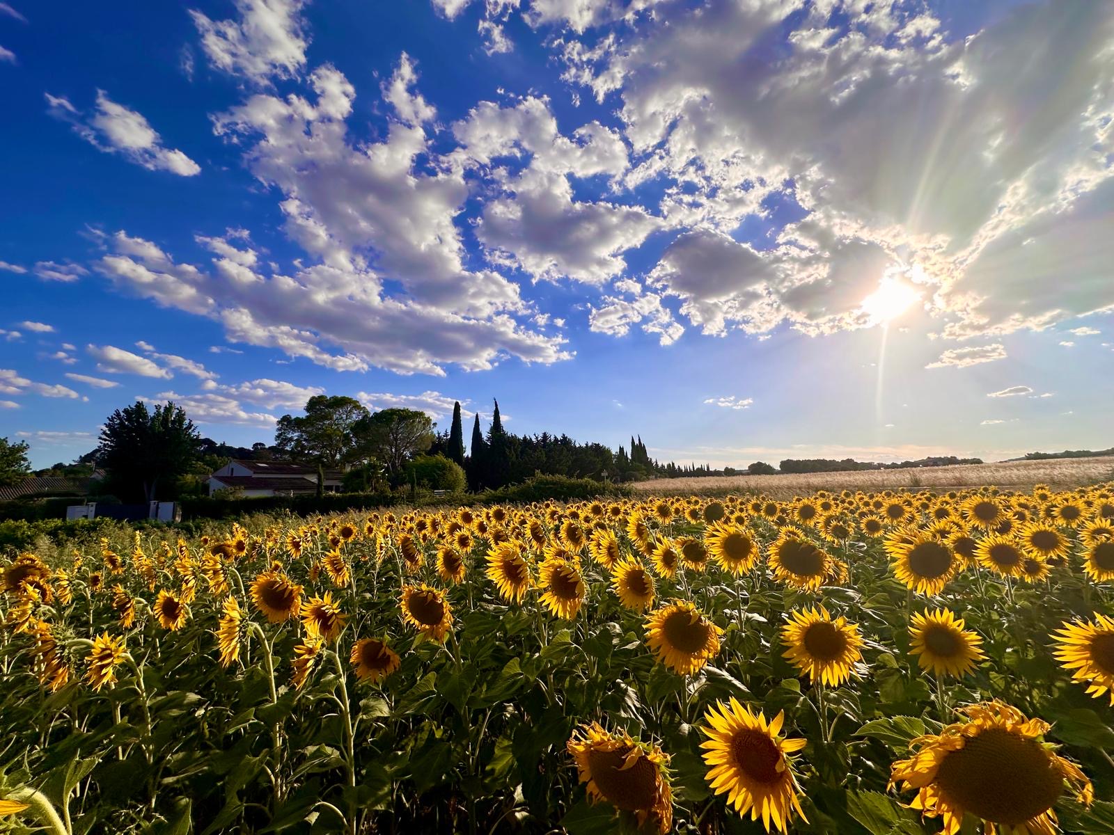 Champ de tournesols au coucher du soleil devant la propriété